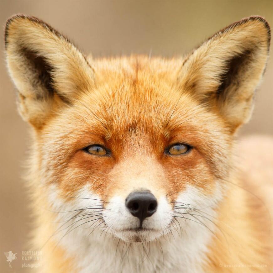 Red fox portrait eyes