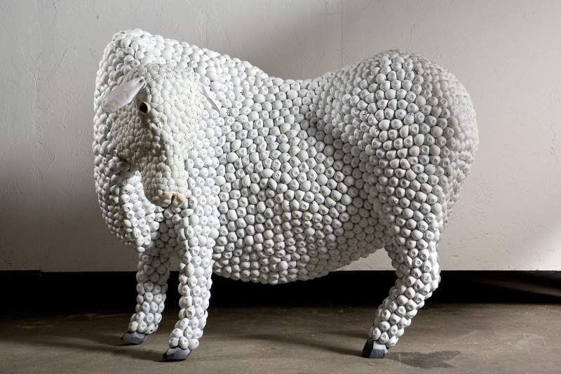 sheep