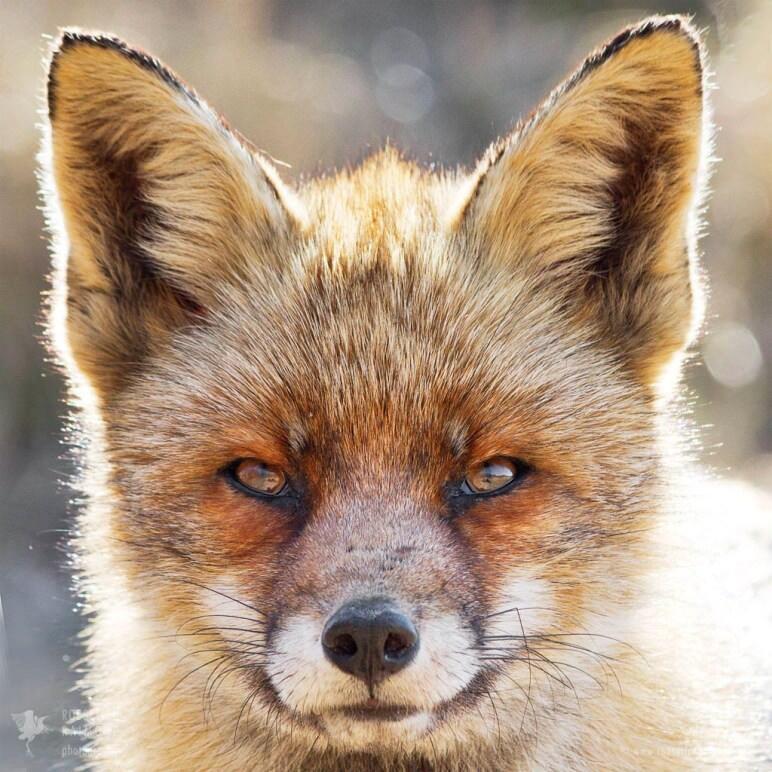 Dog fox portrait