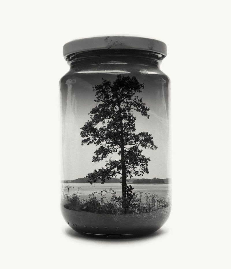 jarred-tree_800x933.jpg Jarred tree 800x933